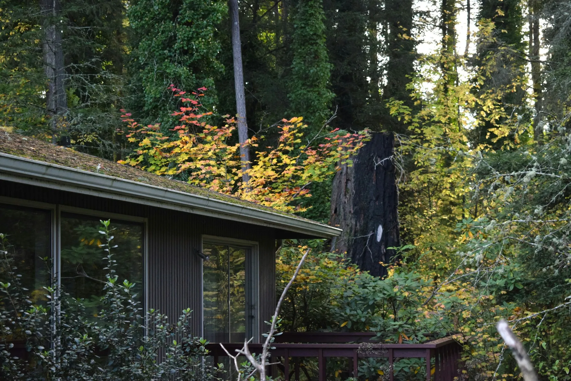 A mid-century home among tall evergreen trees