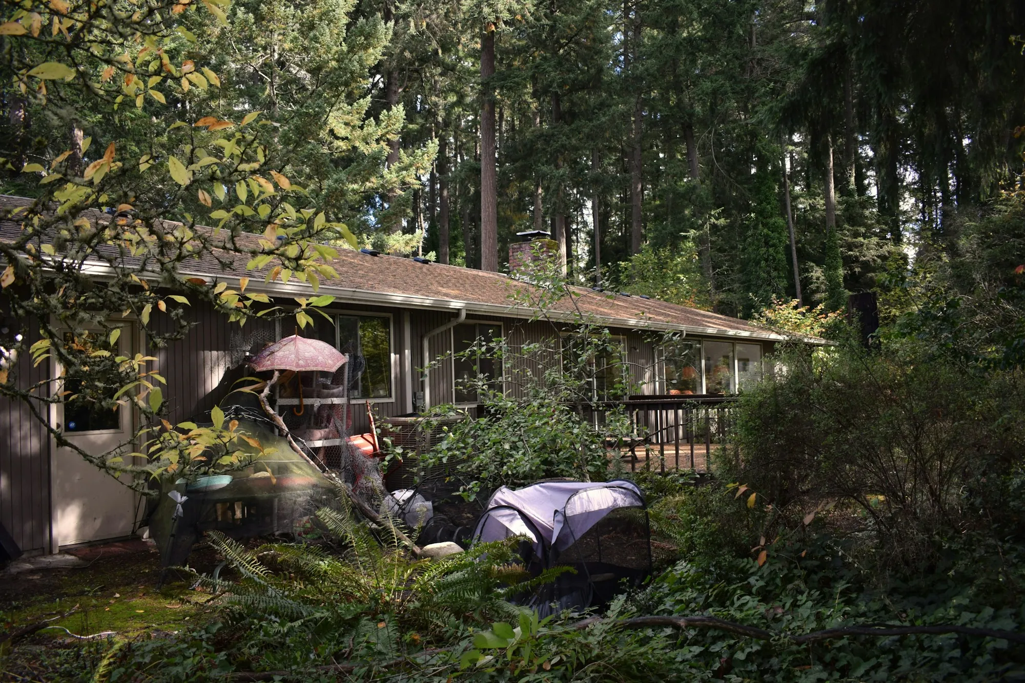 A single-storey home surrounded by evergreens